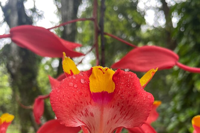 Private Botanical Garden Tour in Rio De Janeiro - Exploring Rios Natural Beauty