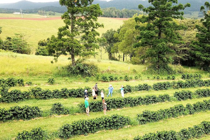 Private Boutique Tasting Tour in the Cairns Tablelands - Pickup Information