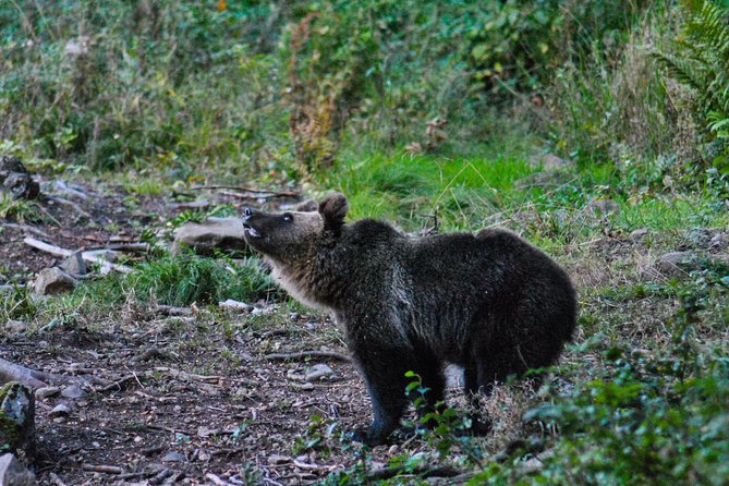 Private Brown Bear Watching Experience Near Odorheiu Secuiesc - What to Expect During the Tour