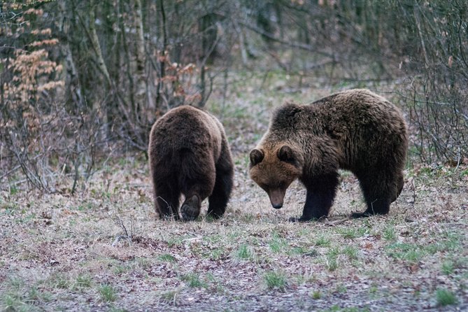 Private Brown Bear Watching Experience Near Odorheiu Secuiesc - Departure Time and Duration