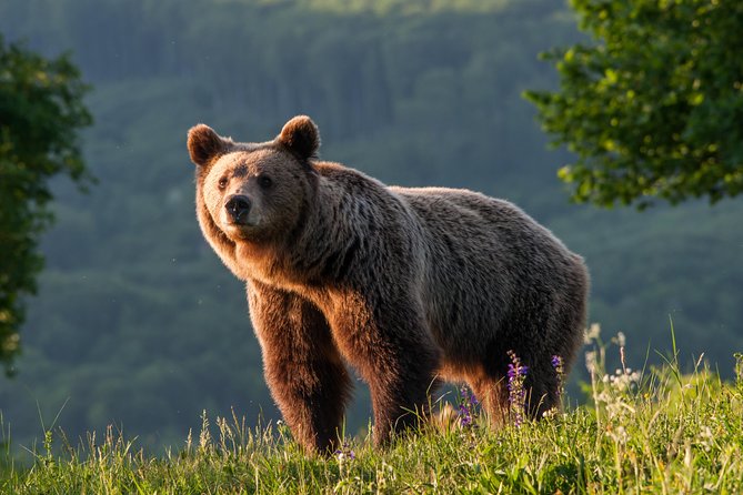 Private Brown Bear Watching Tour From Praid - Quick Points
