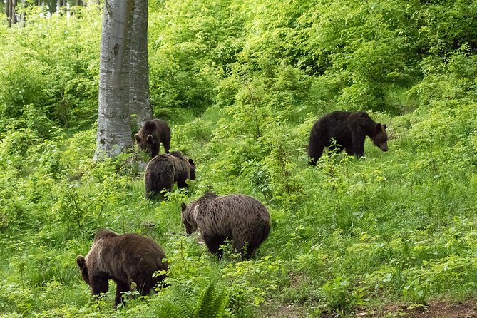 Private Brown Bear Watching Tour From Praid - Participant Guidelines