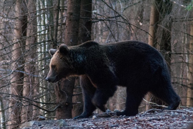 Private Brown Bear Watching Tour From Praid - Experience and Reviews