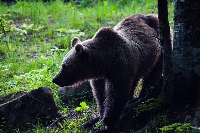 Private Brown Bear Watching Tour From Praid - Exploring the Carpathian Wilderness