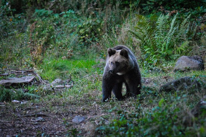 Private Brown Bear Watching Tour From Praid - Encountering the Majestic Brown Bears