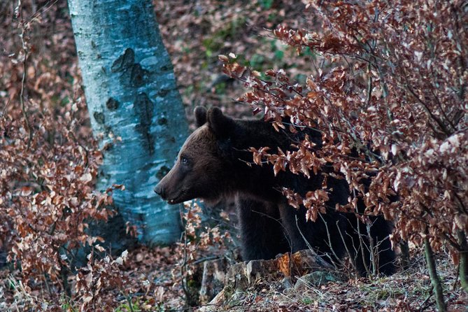 Private Brown Bear Watching Tour From Praid - Tips for a Successful Bear Watching Experience