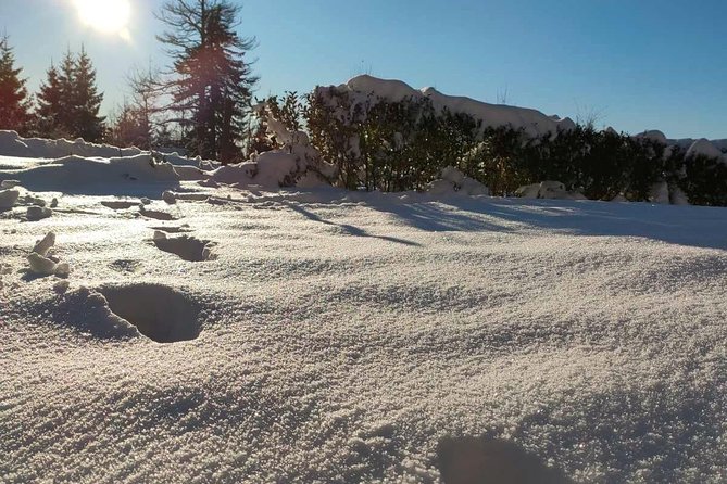 Private Buggy Experience All Seasons in Pamporovo - Positive Guest Reviews