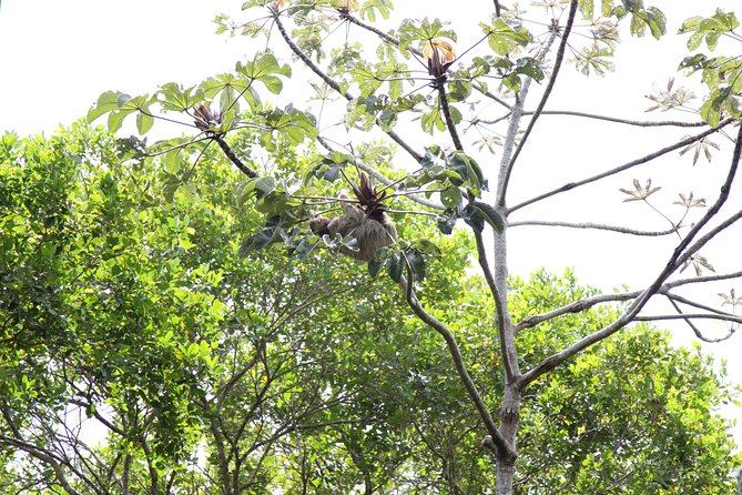 Private Buggy Tour - Sapiranga Reserve - Forte Beach by Emytour - Meeting and Pickup
