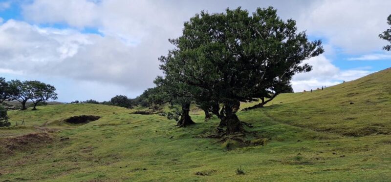 Private - Bus 19 Seater - Customization and Experience