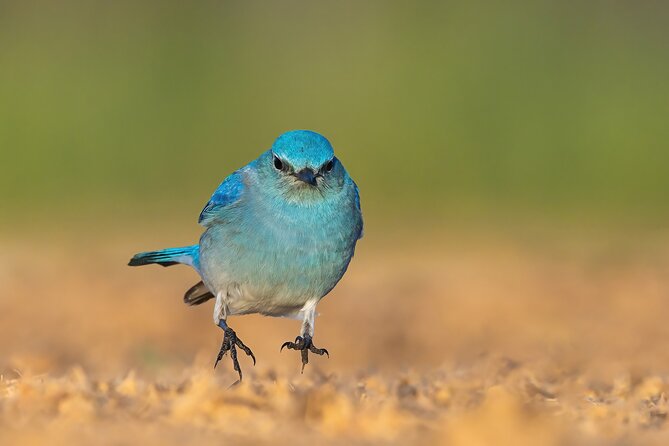 Private California Birding Photography Full DayTour - Tour Overview