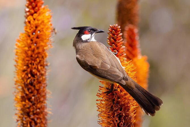 Private California Birding Photography Full DayTour - Frequently Asked Questions