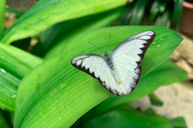 [Private] Cameron Highland Full Day Tour From KL City - Itinerary and Recommendations