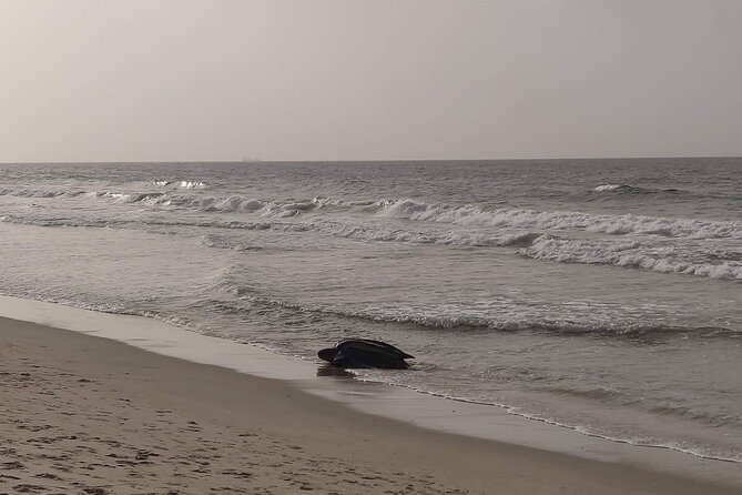 Private Camping Experience, Kayaking & Hiking on Blanchisseuse Beach, Trinidad - Inclusions and Amenities