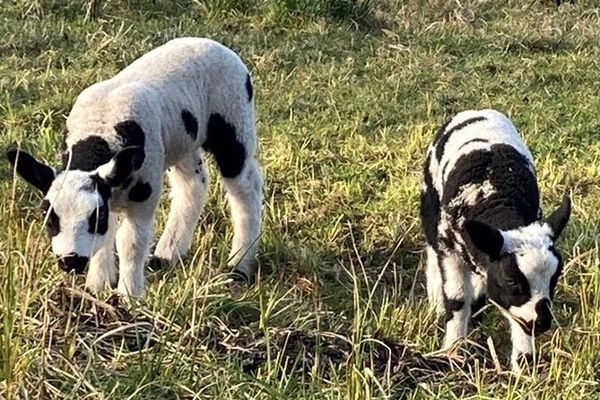 Private Canal Cruise Through Giethoorn - Tour Overview