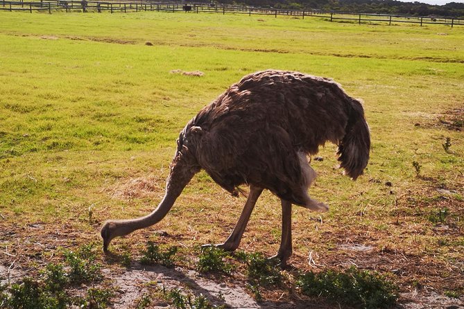 Private Cape of Good Hope Cape Point Penguins KirstenboschTour. - African Penguins at Boulders Beach