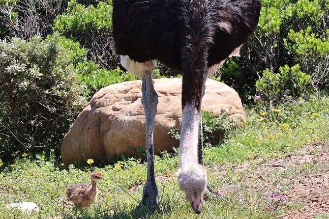 Private Cape of Good Hope Tour With Table Mountain Ticket Including Park Fees - Cancelation Policy
