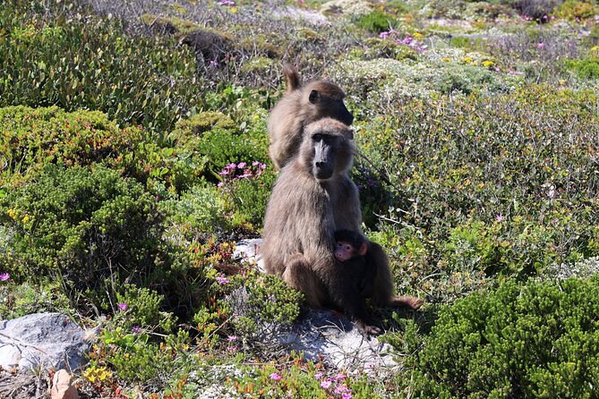 Private Cape of Good Hope Tour With Table Mountain Ticket Including Park Fees - Exploring Cape of Good Hope