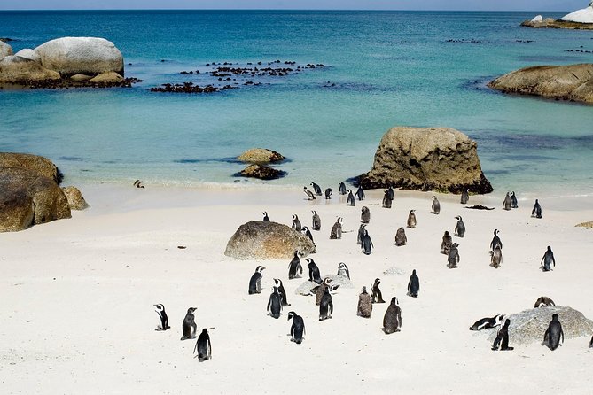 Private Cape Peninsula + Kirstenbosch Garden Full Day Guided Tour - Booking Information