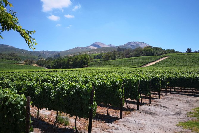 Private Cape Winelands From Stellenbosch or Franschhoek or Paarl - Pickup and Drop-off