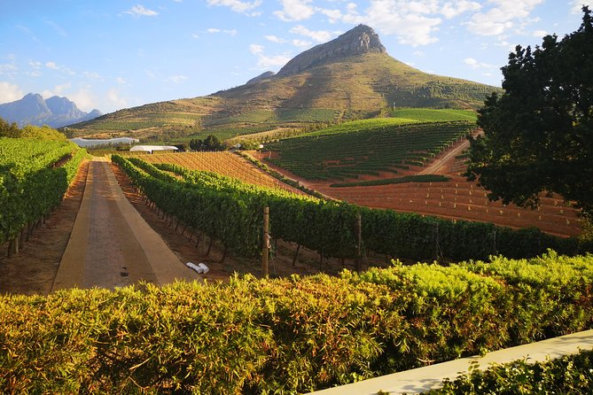 Private Cape Winelands Tour From Cape Town - Reviews Summary