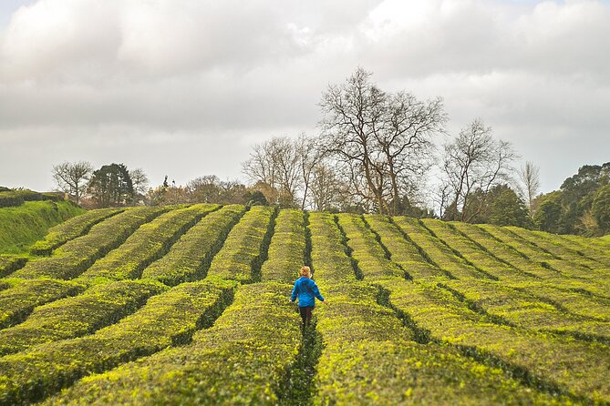 Private Car All of Furnas & Tea Plantation (Hot Springs Included) - Guest Reviews and Ratings