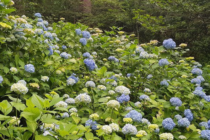 Private Car Day Trip to the Kobe Mountains, Gardens and Hot Springs From Osaka - Itinerary Flexibility and Adjustments