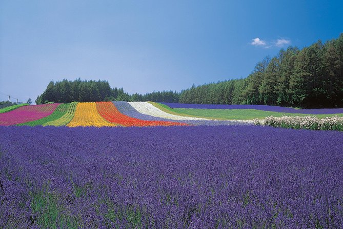 Private Car Tour of Furano and Biei in Hokkaido With Local Guide - Additional Information