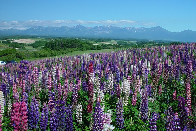 Private Car Tour of Furano and Biei in Hokkaido With Local Guide - Flower Conditions