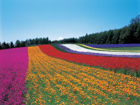 Private Car Tour of Furano and Biei in Hokkaido With Local Guide - Tour Duration and Fees