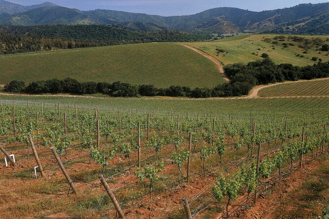 Private Casablanca Valley De Luxe Wine Tour - Tour Highlights