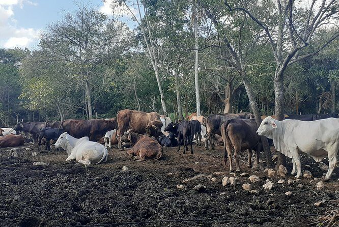 Private Cenote-Horseback ridding and Authentic mayan food - Who Will Love This Tour?