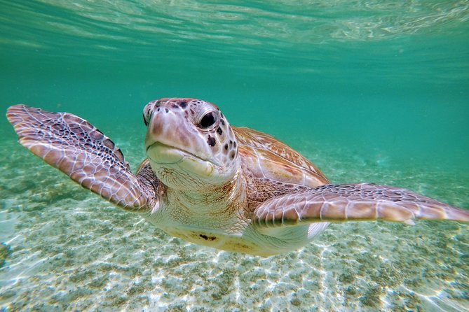 Private Cenote & Snorkeling Tour With Turtles in Akumal - Private Experience