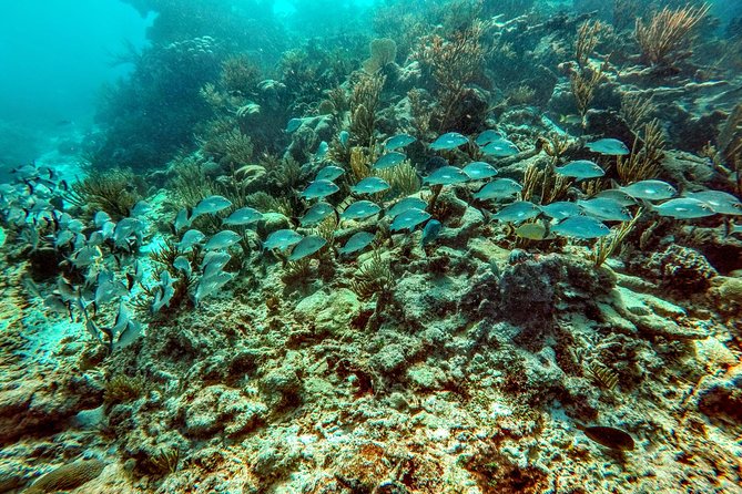 Private Cenote & Snorkeling Tour With Turtles in Akumal - Guide Performance