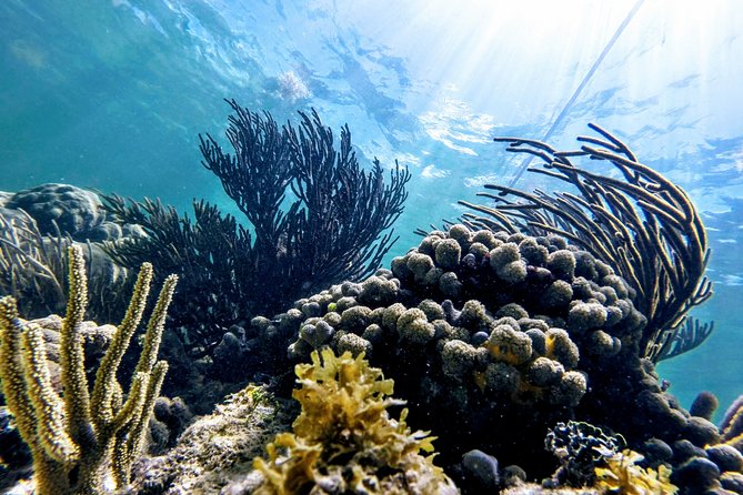 Private Cenote & Snorkeling Tour With Turtles in Akumal - Customer Feedback