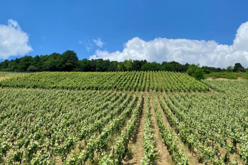 Private Champagne Moet & Chandon, AYALA, Chateau Boursault - Château Boursault