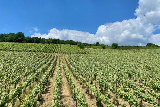 Private Champagne Moët & Chandon, Pommery, Pressoria - Champagne History and Production