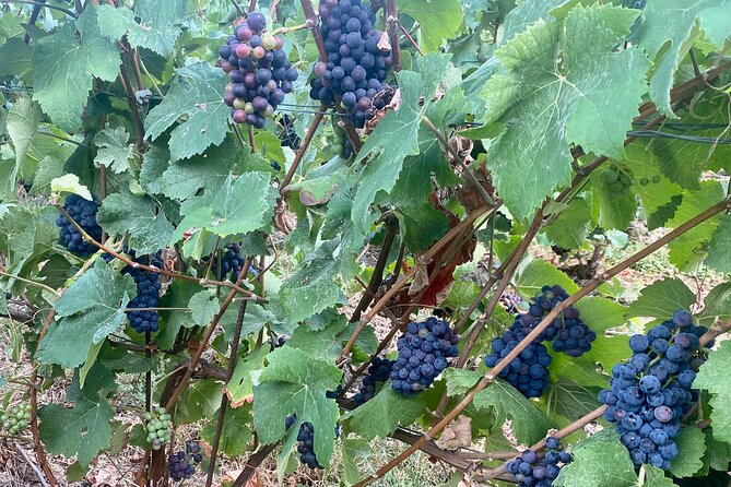 Private Champagne Moet & Chandon, Veuve Clicquot Trip From Paris - Pricing and Cancellation Policy