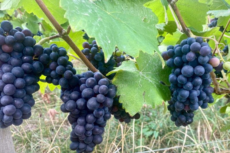 Private Champagne Ruinart, Moet Chandon Day Trip by Mercedes - Champagne Region Itinerary