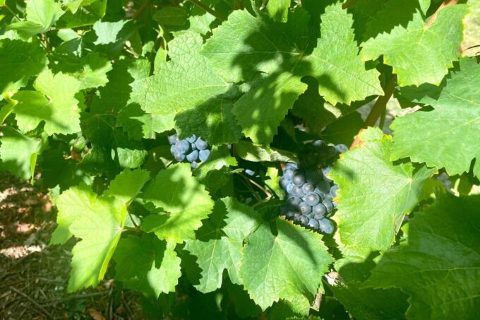 Private Champagne Ruinart, Moet Chandon Day Trip by Mercedes - Ruinart Champagne House Tour