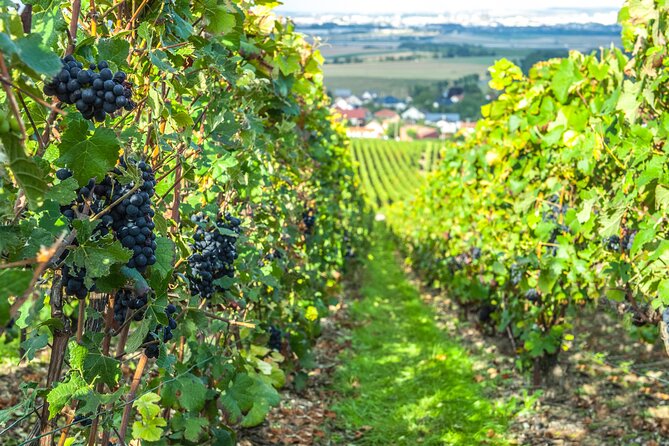 Private Champagne Tour, Family Growers and Lunch - Accessibility and Requirements