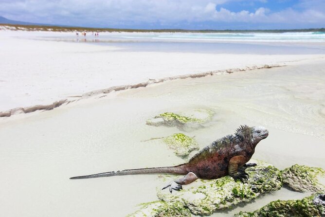 Private Charles Darwin Station Tour &Tortuga Bay Beach With Lunch - Key Points