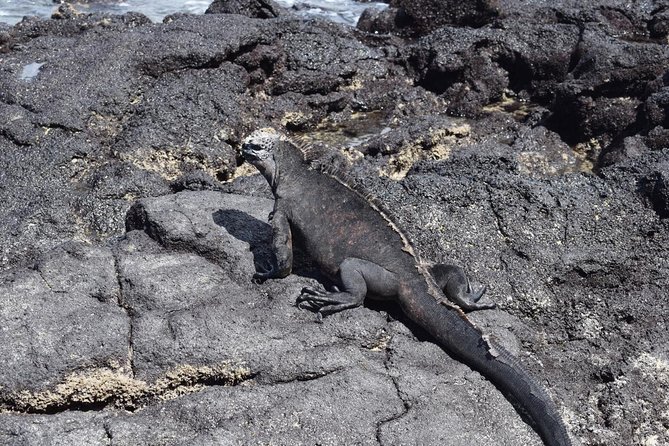 Private Charles Darwin Station Tour &Tortuga Bay Beach With Lunch - Walking From Puerto Ayora to Tortuga Bay