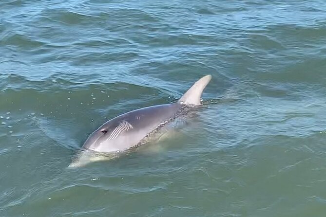 Private Charleston Dolphin and Eco Boat Tour - Cancellation and Pricing