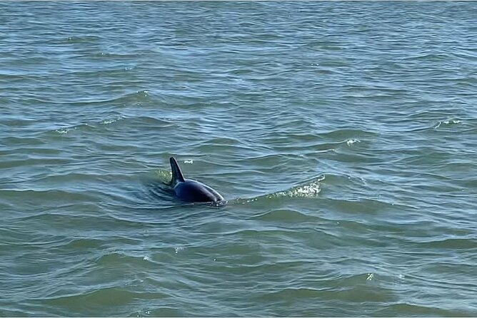 Private Charleston Dolphin and Eco Boat Tour - Guest Experiences