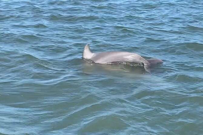 Private Charleston Dolphin and Eco Boat Tour - Captains Expertise