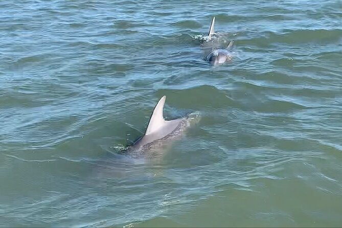 Private Charleston Sunset & Dolphin Cruise - Overview
