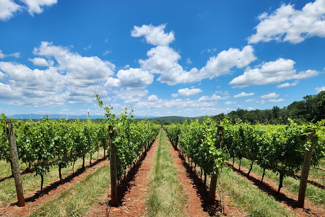 Private Charlottesville Area Wine Tour - Engaging Conversations and Enjoyable Atmosphere
