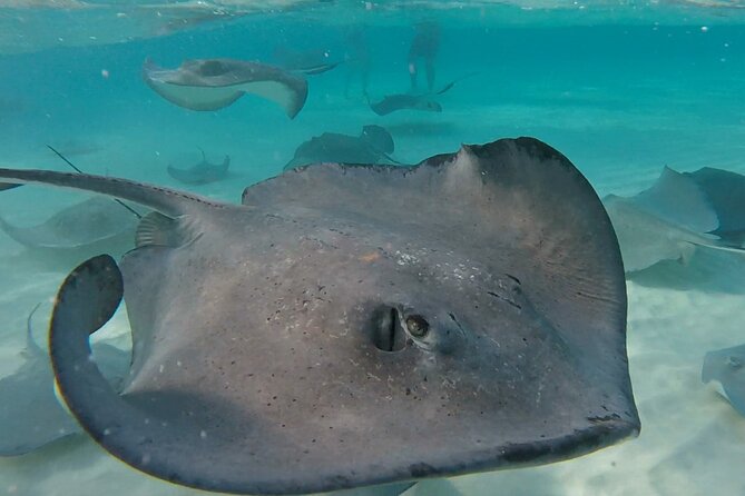 Private Charter 28ft Grady White. Stingrays, Snorkeling, Starfish - Customer Reviews and Experiences