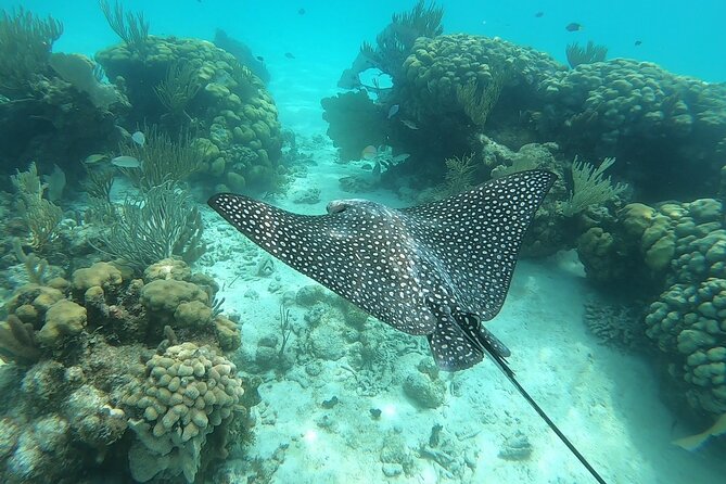 Private Charter 28ft Grady White. Stingrays, Snorkeling, Starfish - Snorkeling Excursion