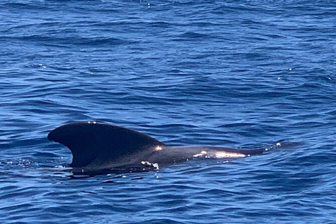 Private Charter 3 Hours Whale Encounter Puerto Colon Adeje - Inclusions
